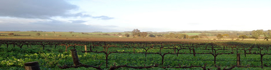Pirathon Wines Online Barossa Valley Pirathon Wines Online Barossa Valley